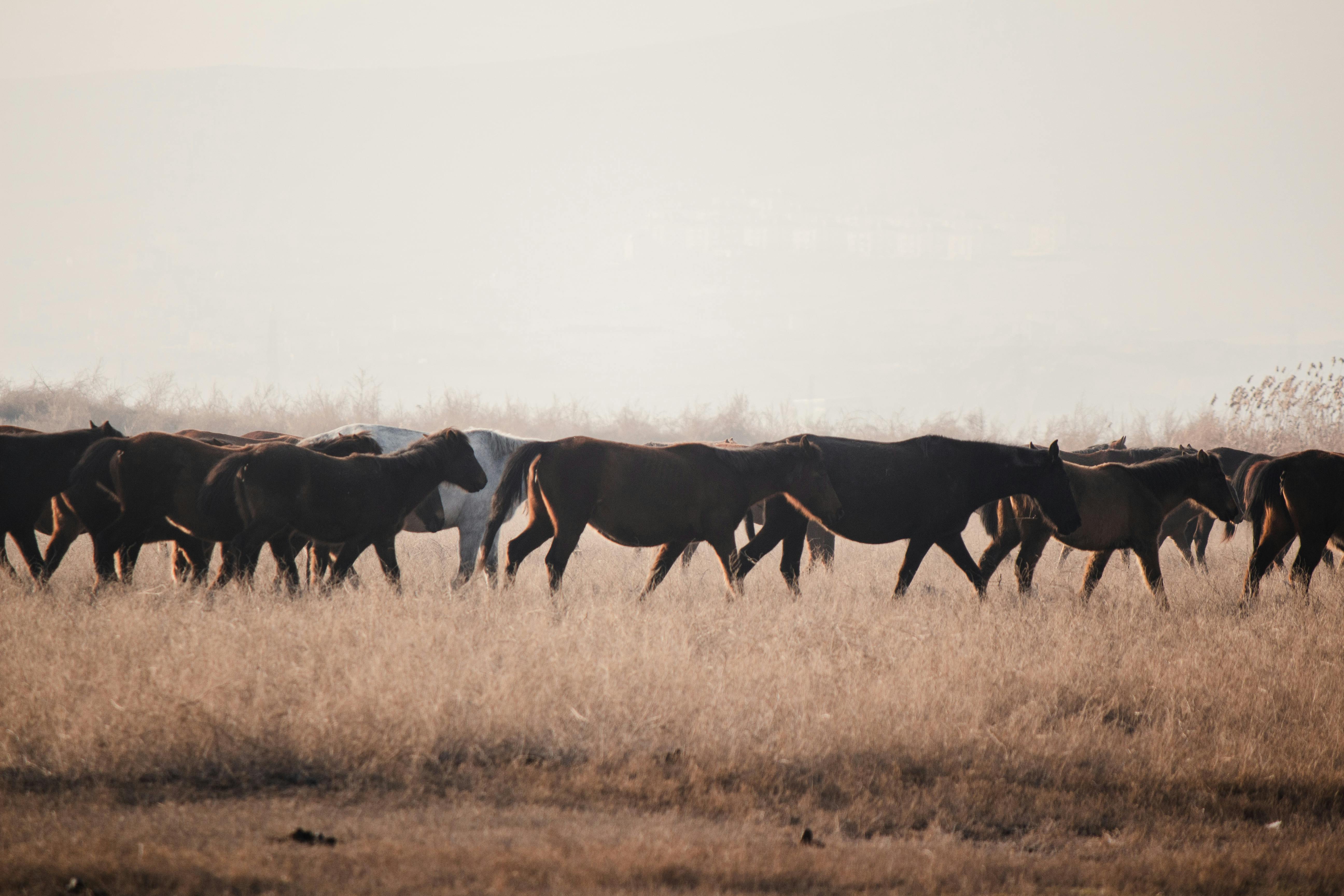Ruaha Wilderness
